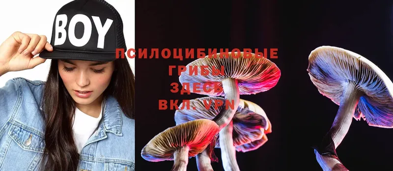 Псилоцибиновые грибы Cubensis  как найти закладки  omg онион  Североуральск 